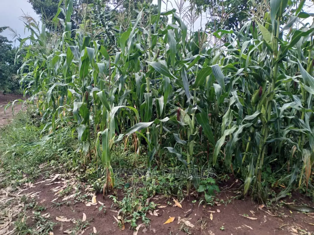 Land in Zirobwe for Sale