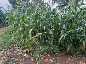 Land in Zirobwe for Sale