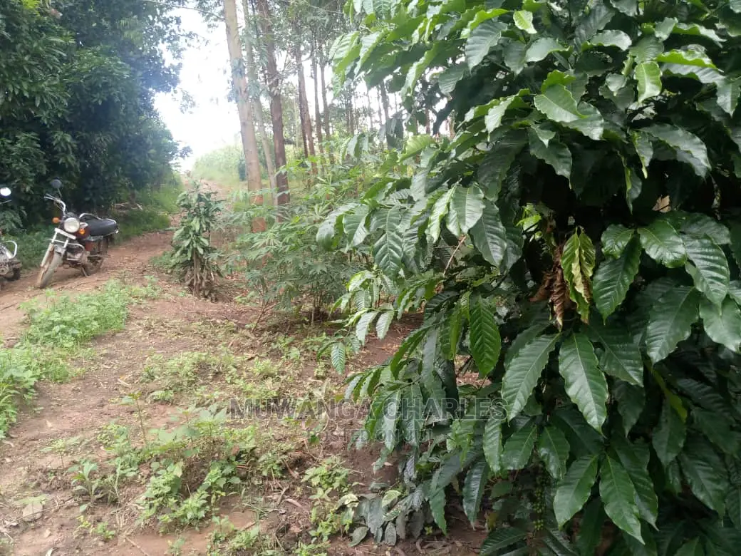 Land in Zirobwe for Sale