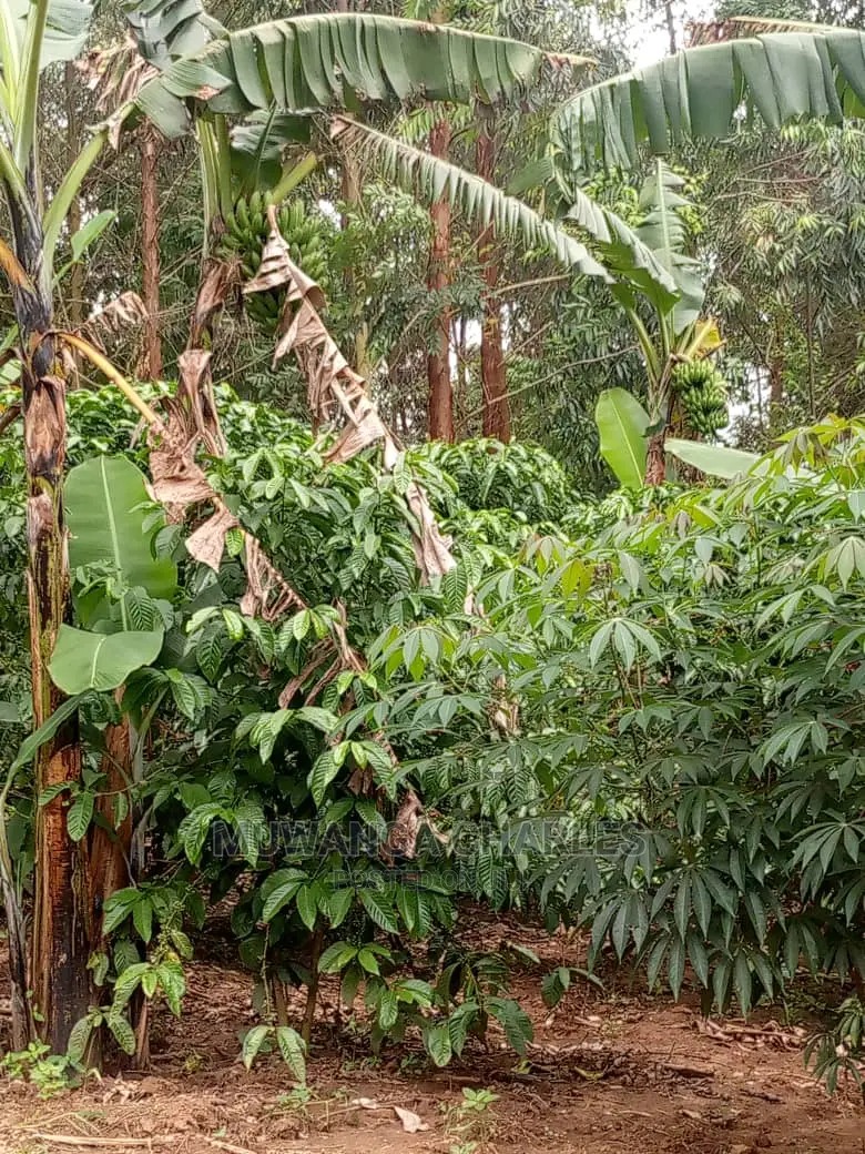Land in Zirobwe for Sale