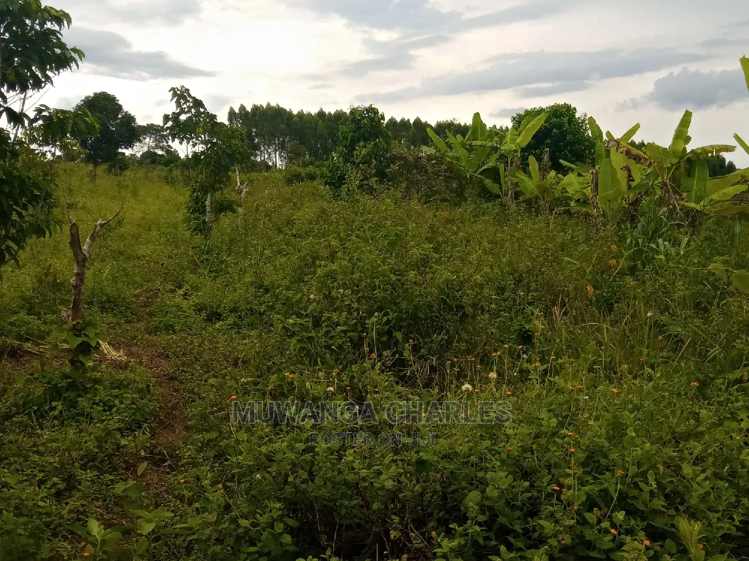 Hot Deal 3acres in Kikyusa on Quick Sale