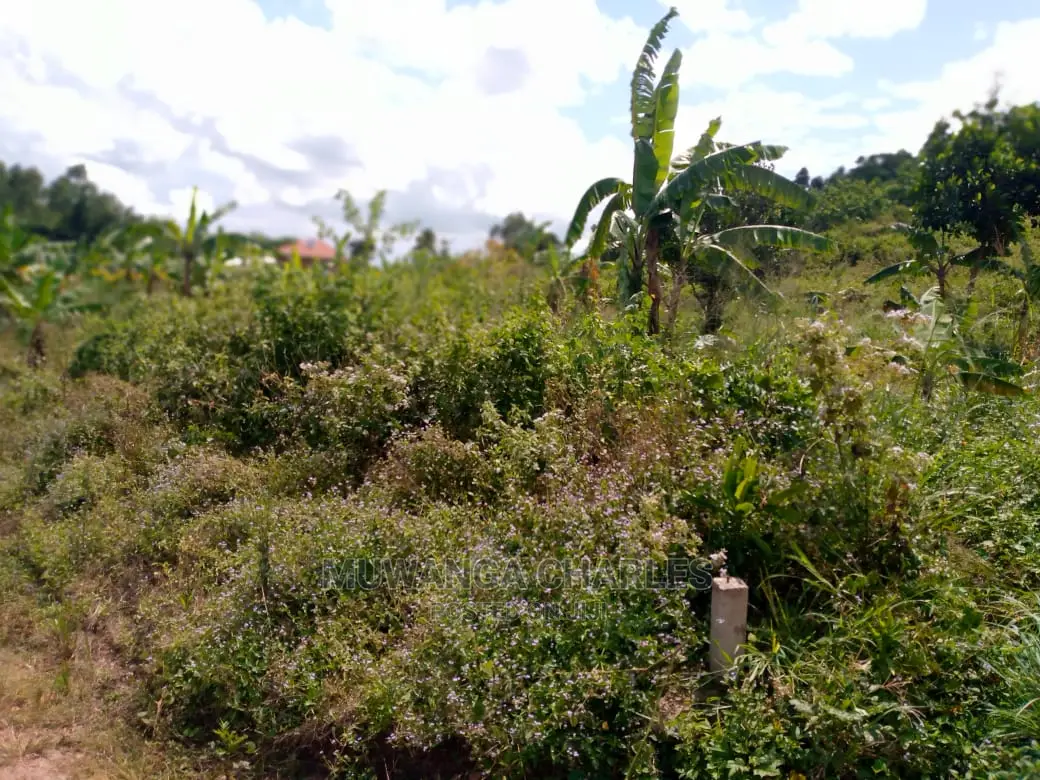 Plot's in Busiika on Quick Sale