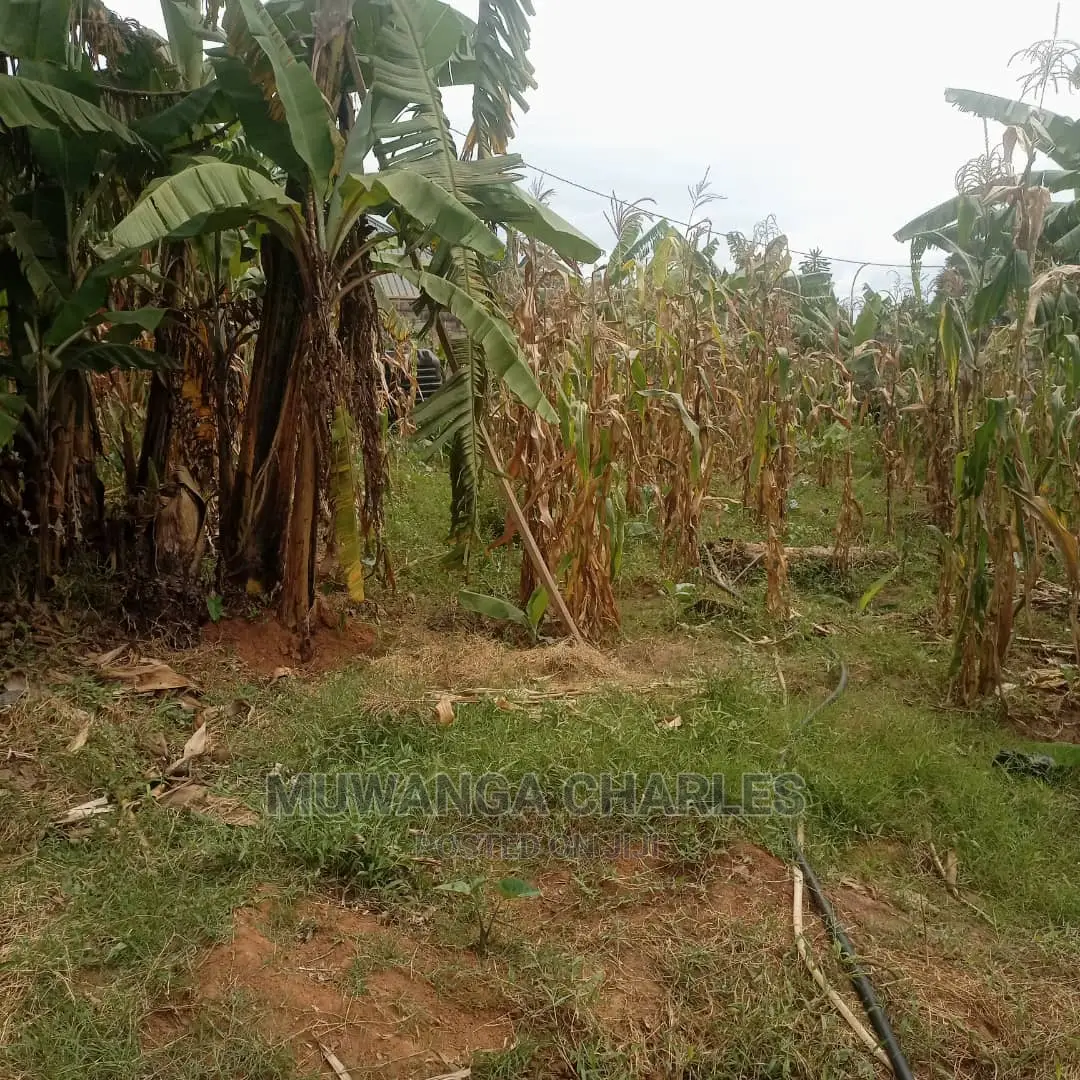 Plots in Kira on Quick Sale