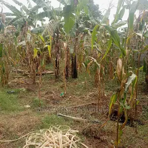 Plots in Kira on Quick Sale