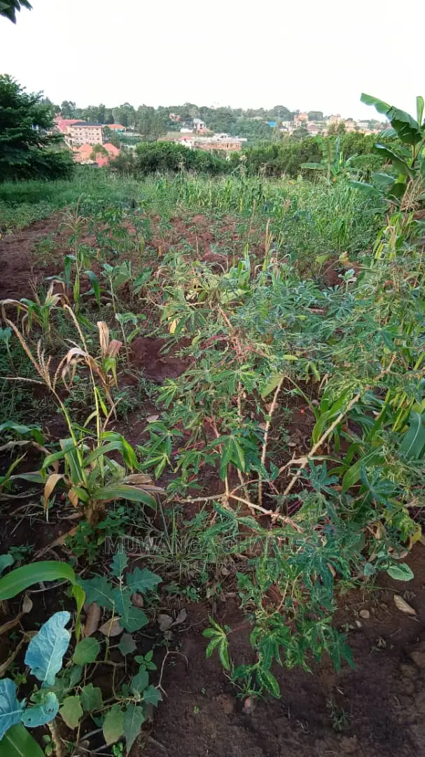 Plot's in Kira Kitukutwe on Quick Sale