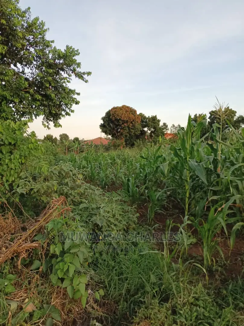 Plot's in Kira Kitukutwe on Quick Sale