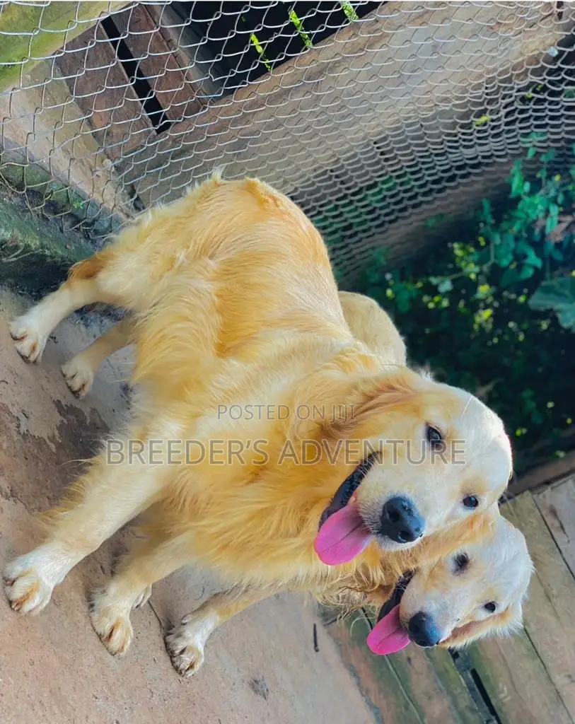 6-12 months Male Purebred Golden Retriever