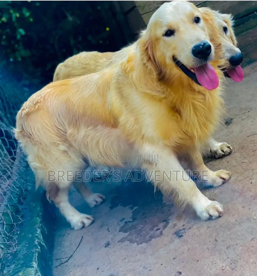 6-12 months Male Purebred Golden Retriever