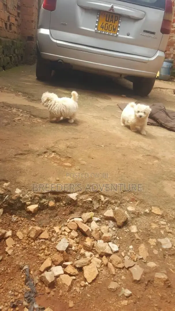 1-3 months Male Purebred Maltese