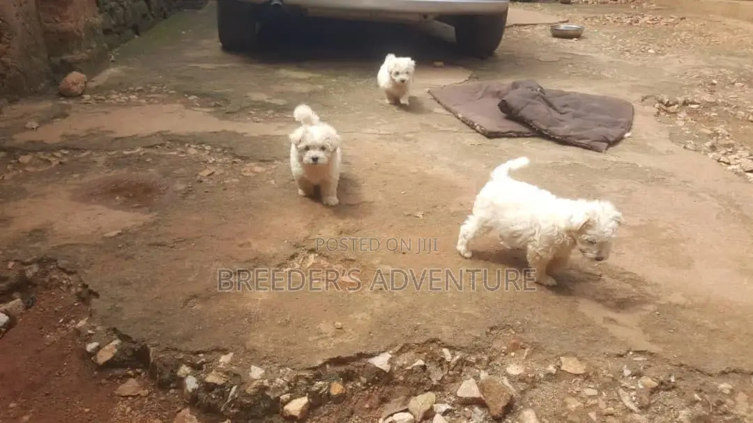 1-3 months Male Purebred Maltese