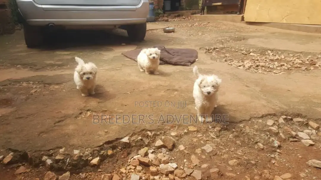 1-3 months Male Purebred Maltese