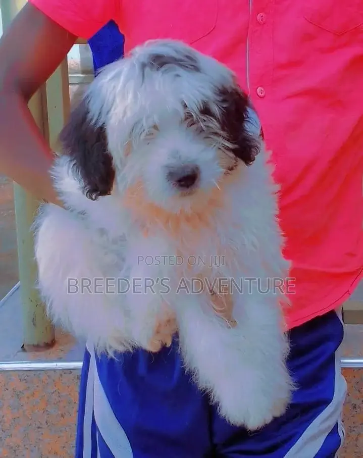 1-3 months Female Purebred Maltese
