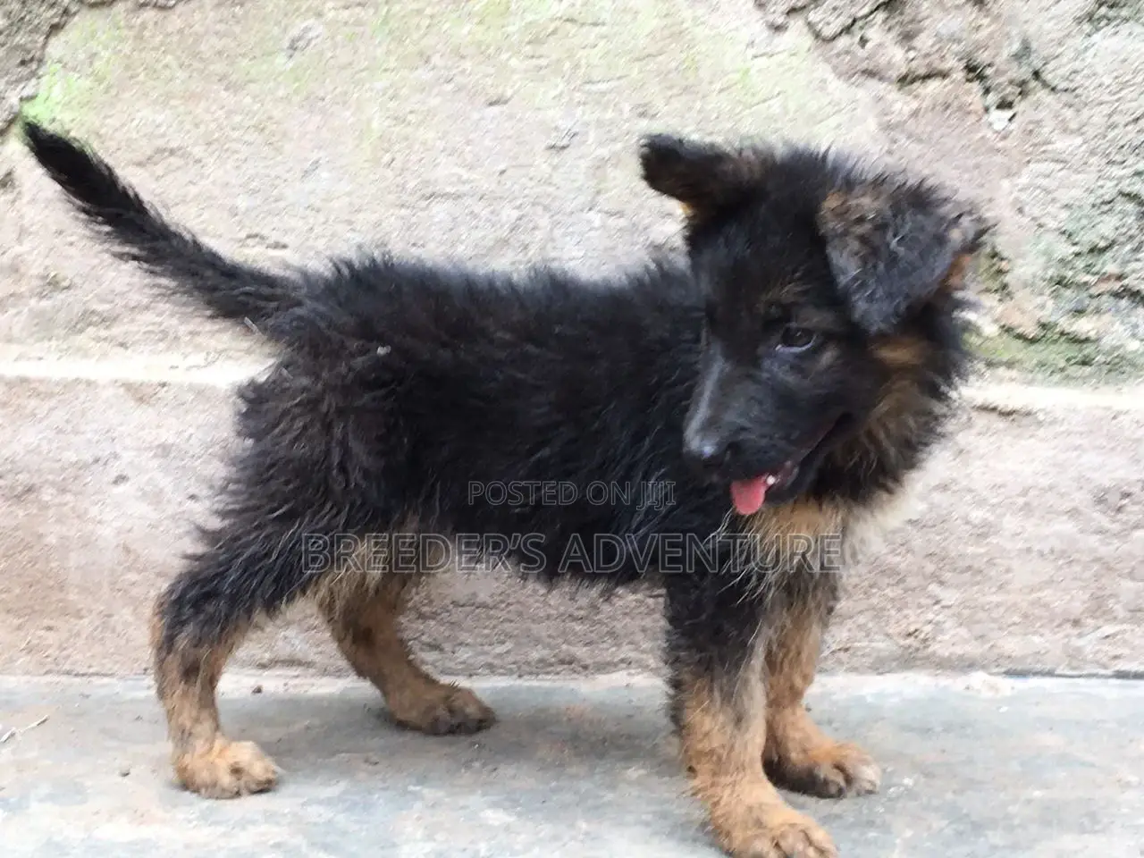 1-3 months Female Purebred German Shepherd
