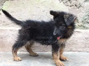 1-3 months Female Purebred German Shepherd