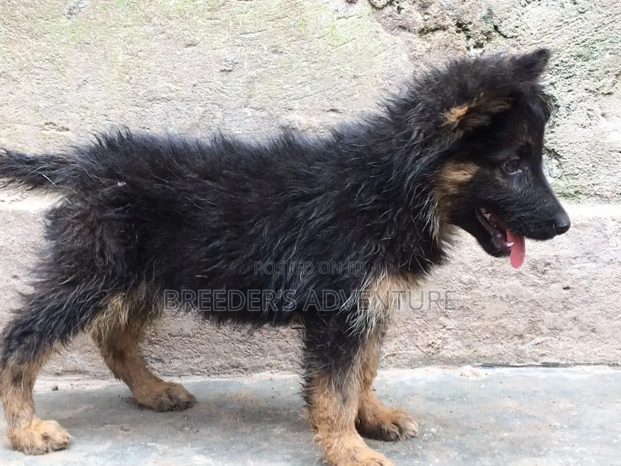 1-3 months Female Purebred German Shepherd