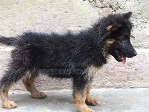 1-3 months Female Purebred German Shepherd
