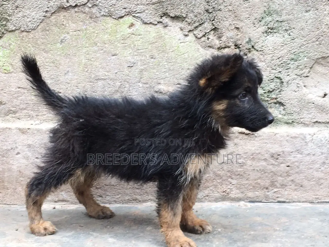 1-3 months Female Purebred German Shepherd