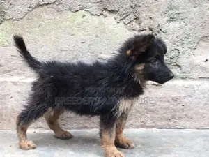 1-3 months Female Purebred German Shepherd