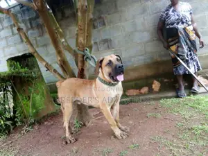 6-12 months Male Purebred Boerboel