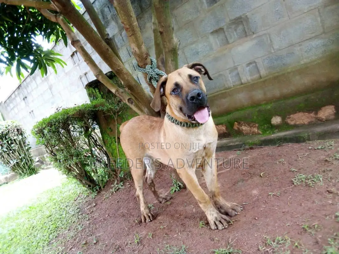 6-12 months Male Purebred Boerboel