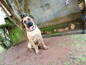 6-12 months Male Purebred Boerboel