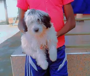 1-3 months Female Purebred Maltese