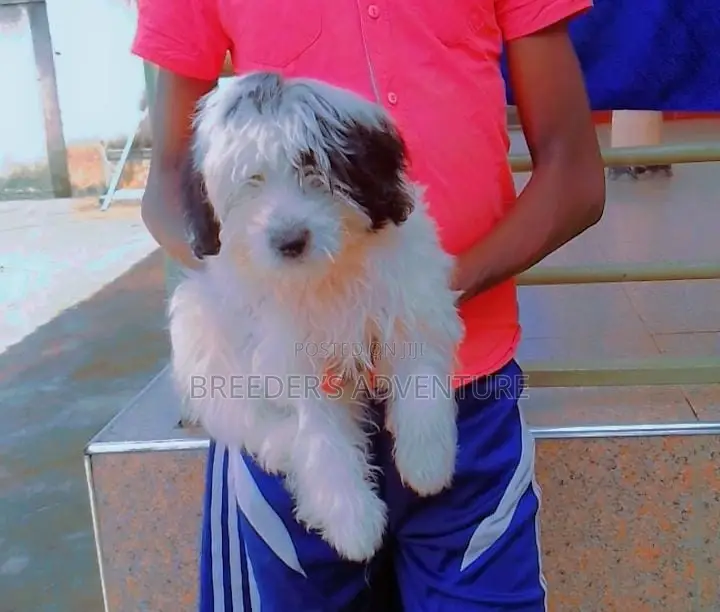 1-3 months Female Purebred Maltese