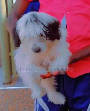 1-3 months Female Purebred Maltese