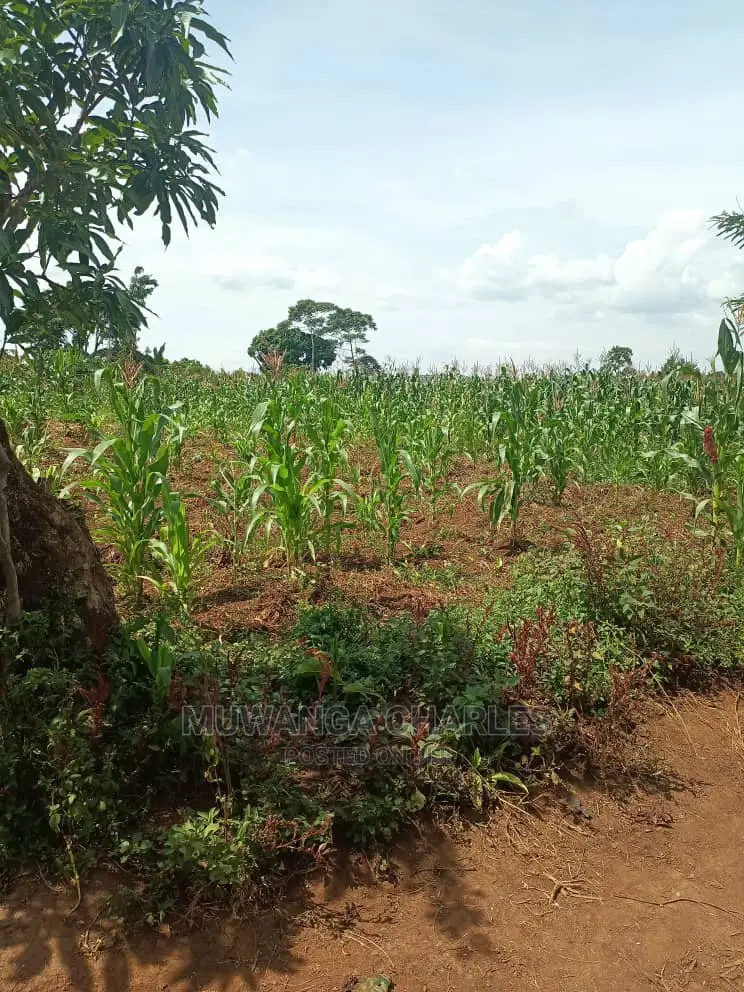 20acres of Land in Luwero on Quick Sale