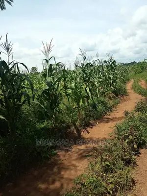 20acres of Land in Luwero on Quick Sale