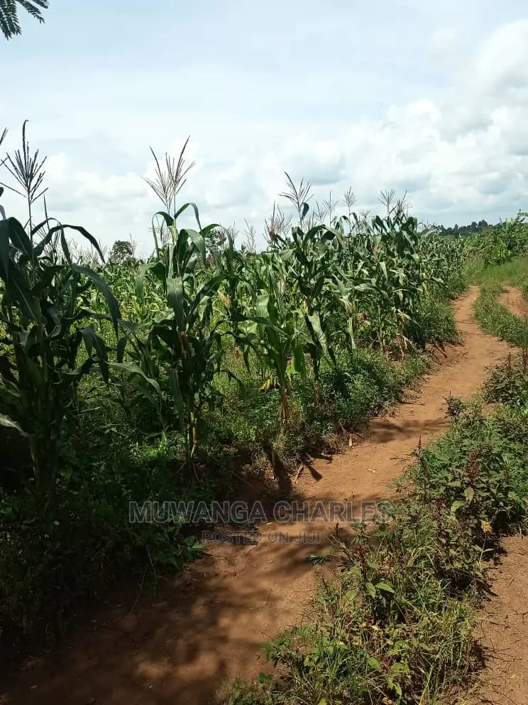20acres of Land in Luwero on Quick Sale