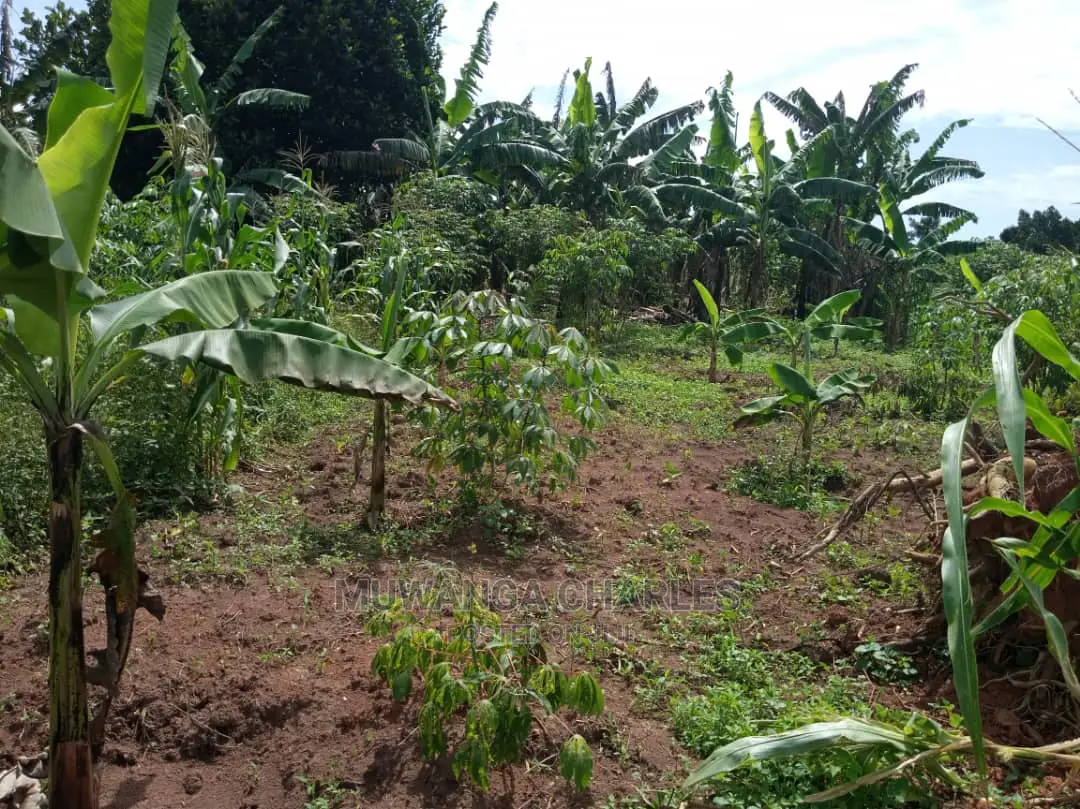 4acres of Land in Zirobwe Tongo on Quick Sale