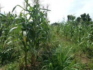 4acres of Land in Zirobwe Tongo on Quick Sale