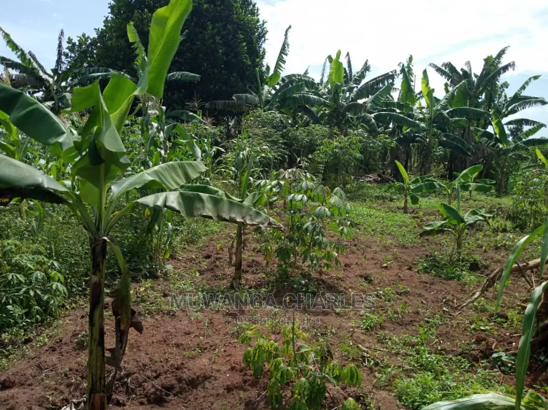 4acres of Land in Zirobwe Tongo on Quick Sale