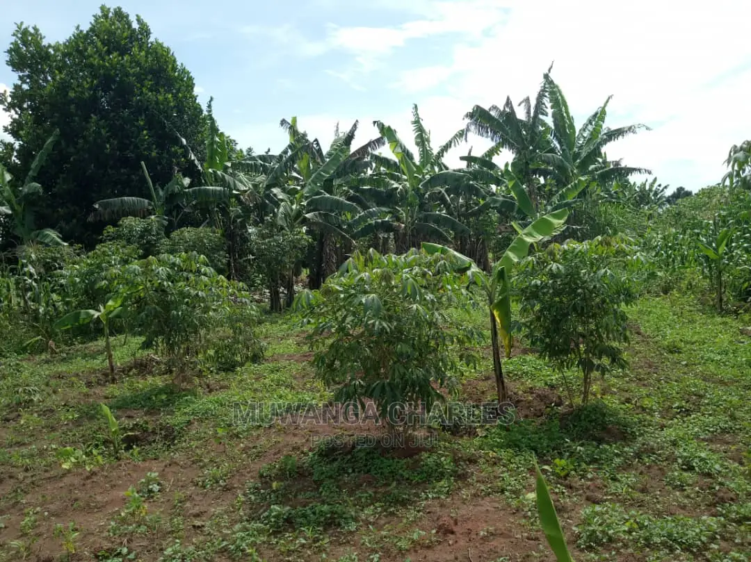4acres of Land in Zirobwe Tongo on Quick Sale