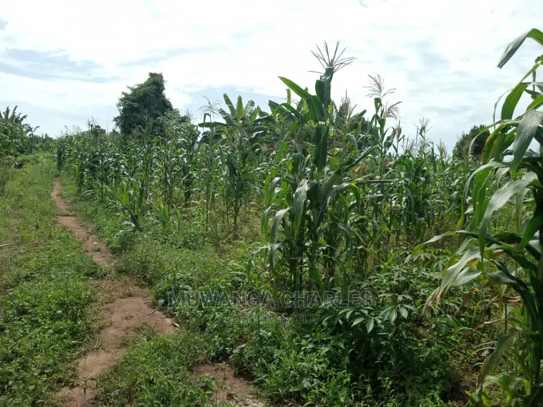 4acres of Land in Zirobwe Tongo on Quick Sale