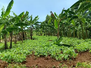 3acres of Land in Zirobwe on Quick Sale
