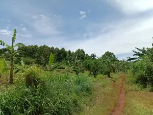 3acres of Land in Zirobwe on Quick Sale