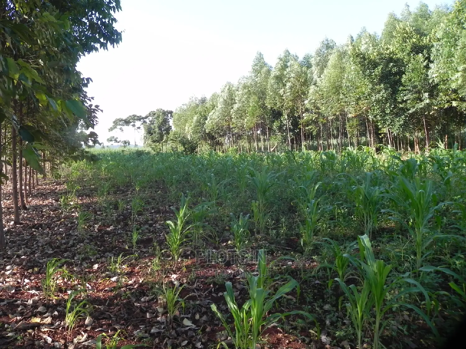 13 Acres, Jinja North Jinja City at 17.2m Each Acre in Jinja Land