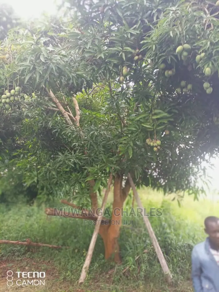 5acres in Zirobwe Namawoja on Sale