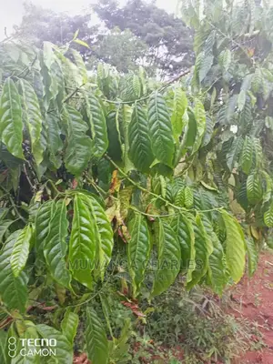 5acres in Zirobwe Namawoja on Sale