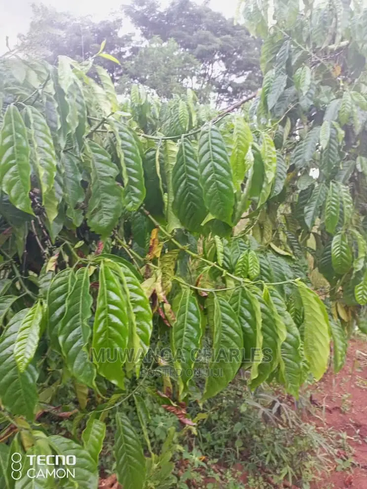 5acres in Zirobwe Namawoja on Sale