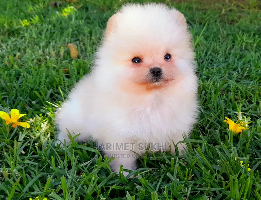 1-3 months Male Purebred Pomeranian
