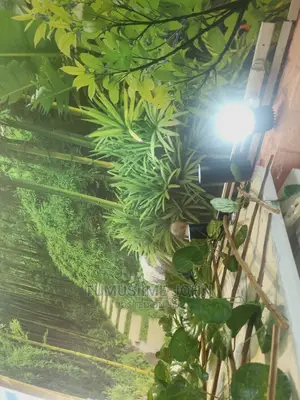 Imported Flowers