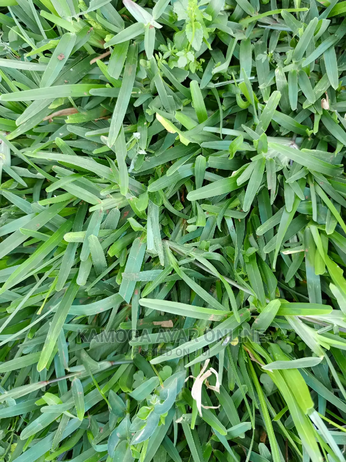 Natural Grass and Paspalum Grass
