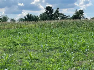 Plots in Kira Kitukutwe on Sale