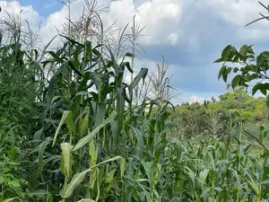 Plot in Kyanja on Quick Sale