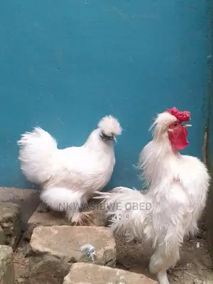 Chinese Silkie Bantam Chicken