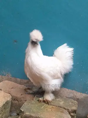 Chinese Silkie Bantam Chicken