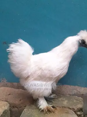 Chinese Silkie Bantam Chicken